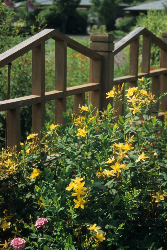 Hidcote St. Johnswort - Hypericum 'Hidcote' from Sloat Gardens