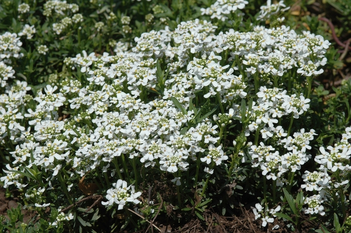 Snowflake Candytuft - Iberis sempervirens 'Snowflake' from Sloat Gardens
