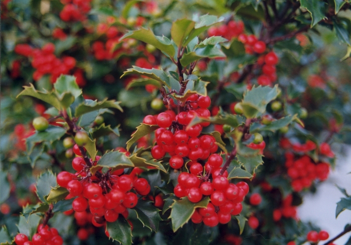 Blue Princess Holly - Ilex x meserveae 'Blue Princess' from Sloat Gardens