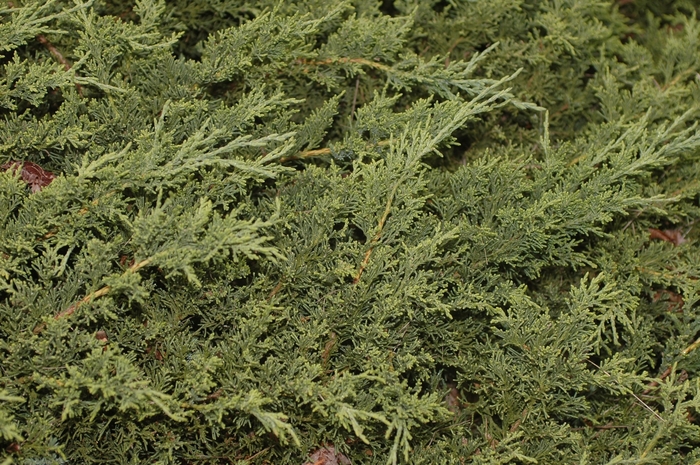 San Jose Juniper - Juniperus chinensis 'San Jose' from Sloat Gardens
