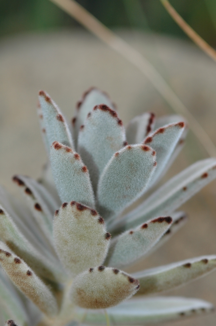 Panda Plant - Kalanchoe tomentosa from Sloat Gardens