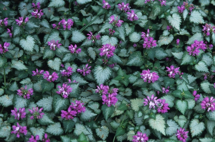 Beacon Silver Spotted Deadnettle - Lamium maculatum 'Beacon Silver' from Sloat Gardens