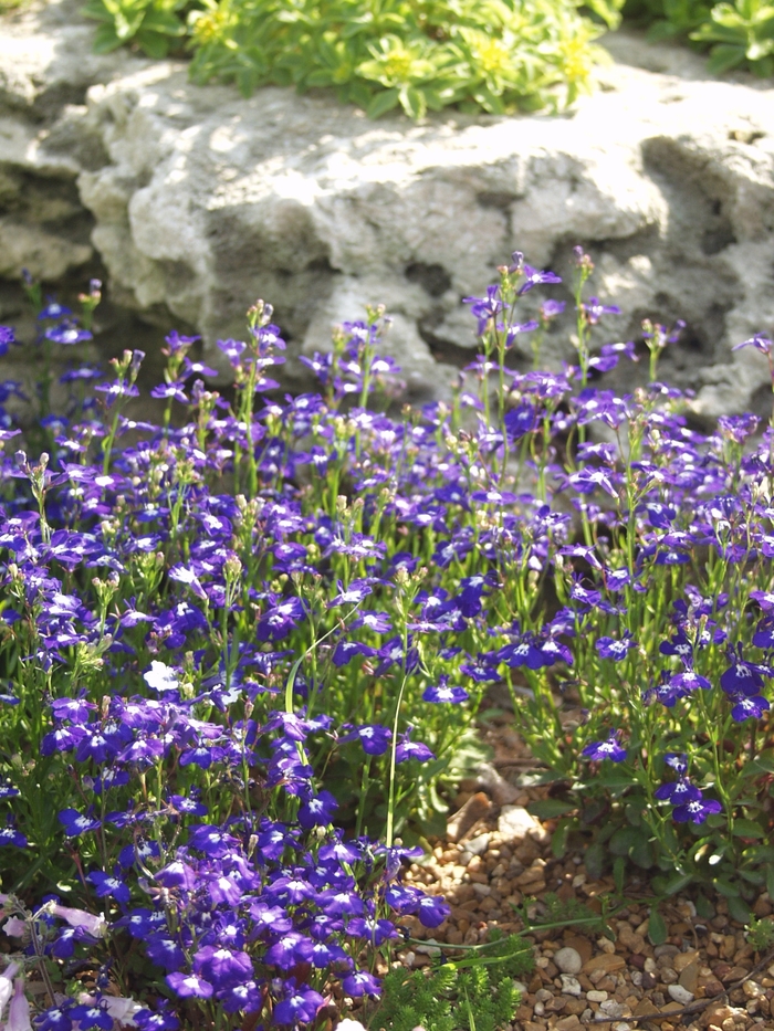  Lobelia - Lobelia erinus from Sloat Gardens