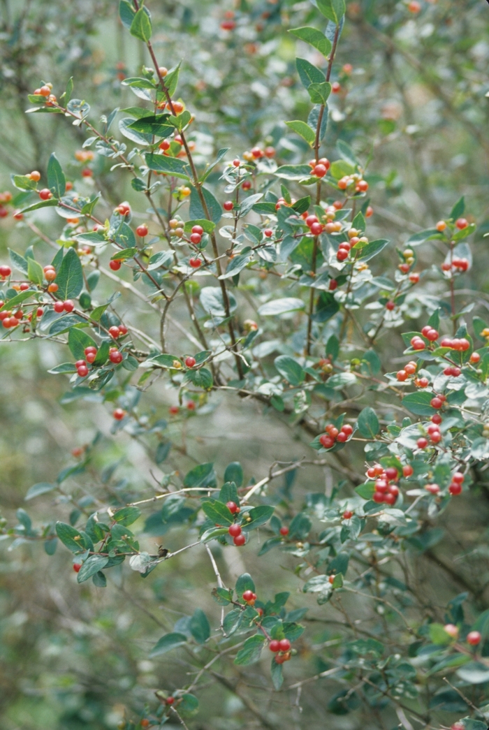 Blueleaf Honeysuckle - Lonicera tatarica Zabelii from Sloat Gardens
