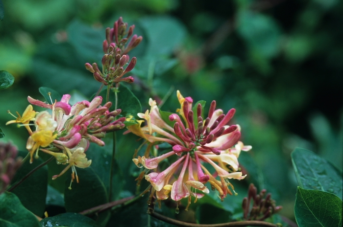 Goldflame Honeysuckle - Lonicera x heckrottii from Sloat Gardens