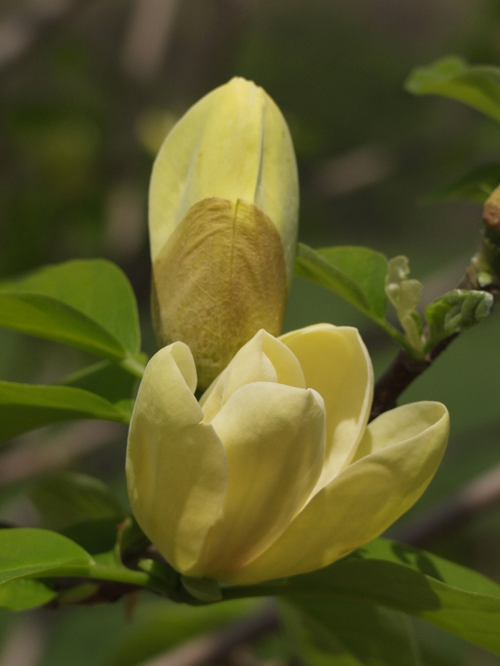 Yellow Bird Magnolia - Magnolia 'Yellow Bird' from Sloat Gardens
