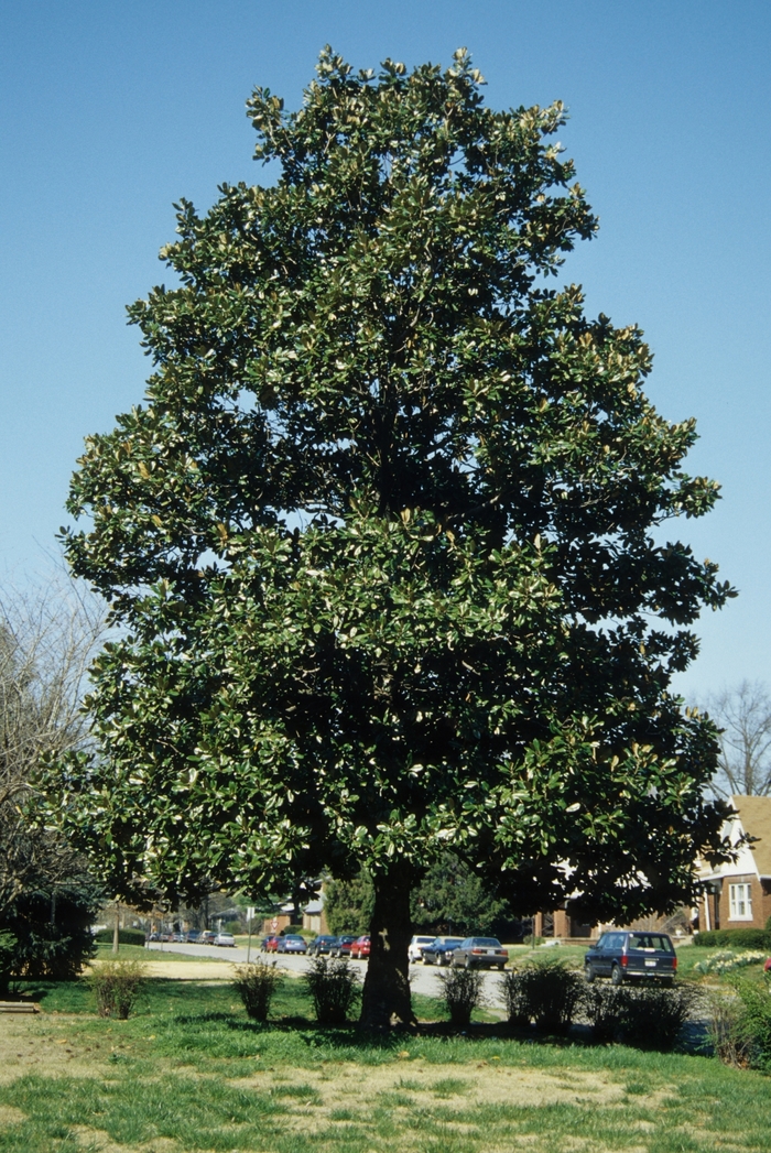 Southern Magnolia - Magnolia grandiflora from Sloat Gardens