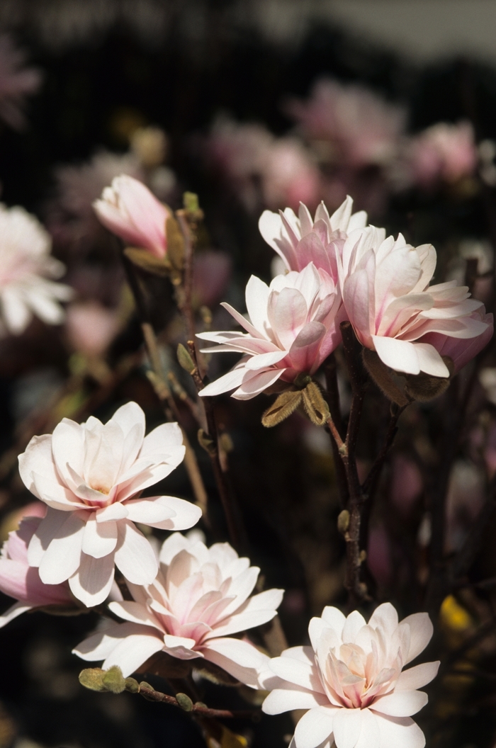Leonard Messel Star Magnolia - Magnolia x loebneri 'Leonard Messel' from Sloat Gardens