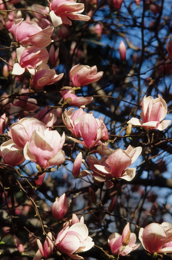 Saucer Magnolia - Magnolia x soulangiana from Sloat Gardens