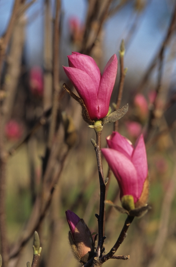 Alexandrina Saucer Magnolia - Magnolia x soulangiana 'Alexandrina' from Sloat Gardens