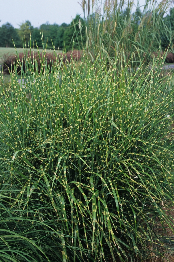 Porcupine Grass - Miscanthus sinensis 'Strictus' from Sloat Gardens