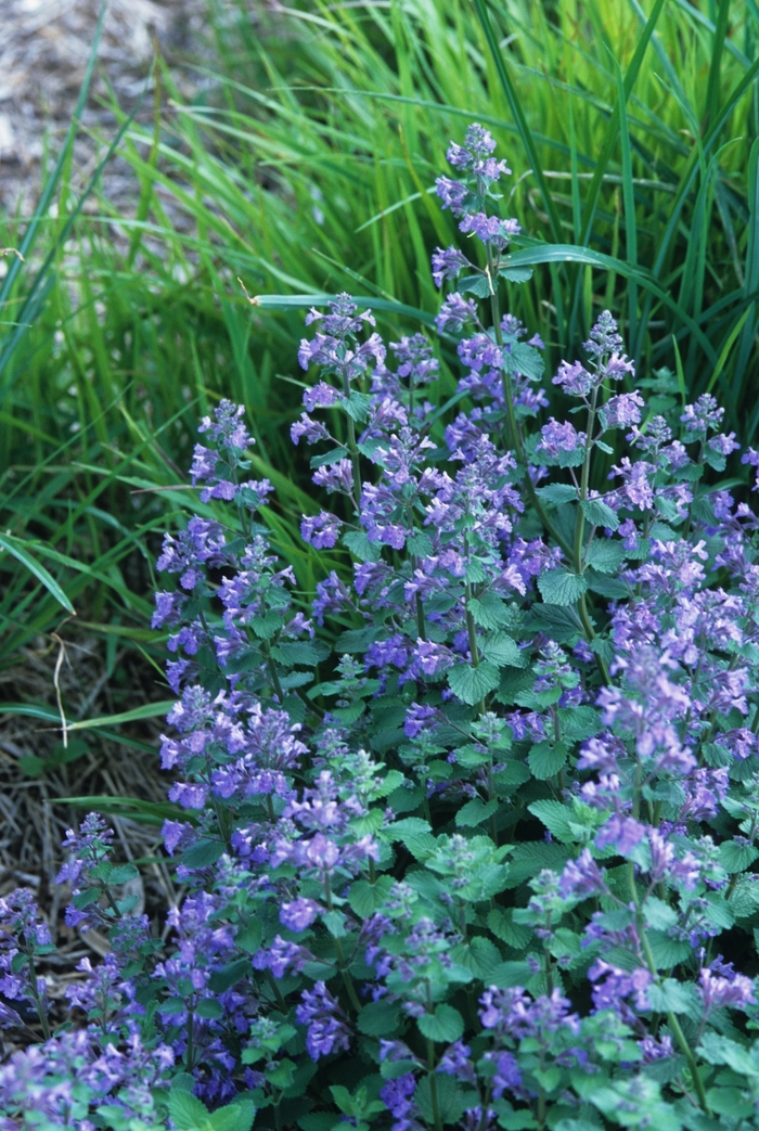 Catmint - Nepeta x faassenii 'Blue Wonder' from Sloat Gardens