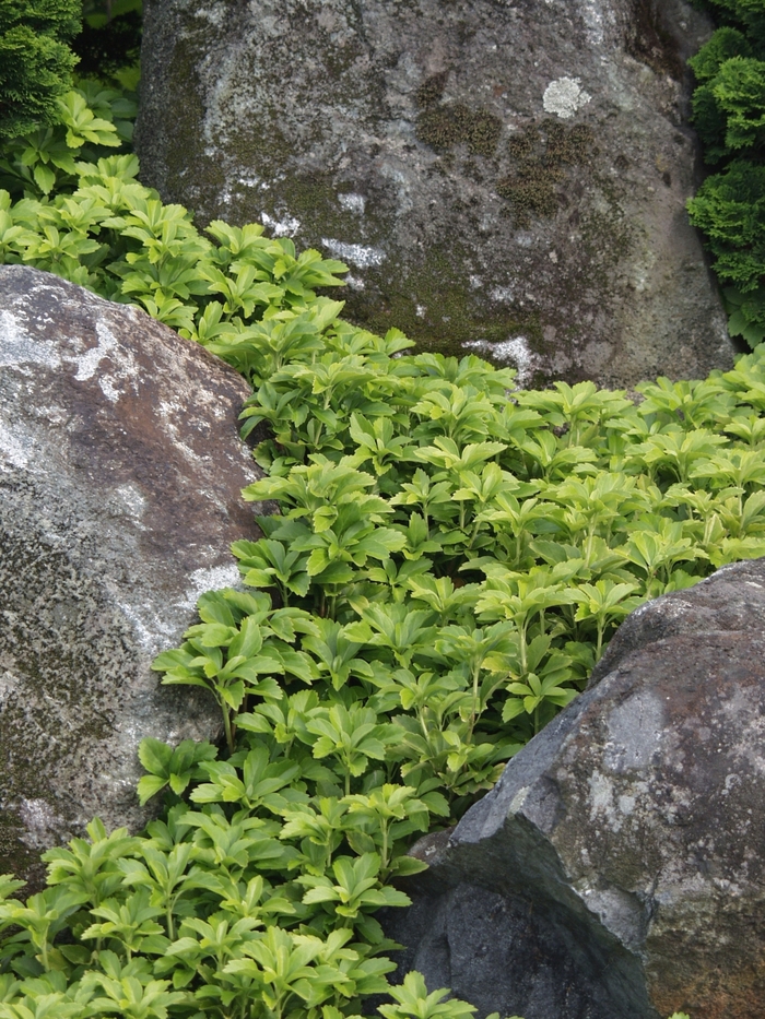Japanese Spurge - Pachysandra terminalis from Sloat Gardens