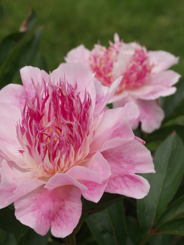 Do Tell Peony - Paeonia 'Do Tell' from Sloat Gardens