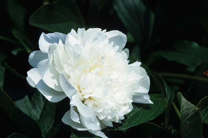 Peony - Paeonia 'Festiva Maxima' from Sloat Gardens
