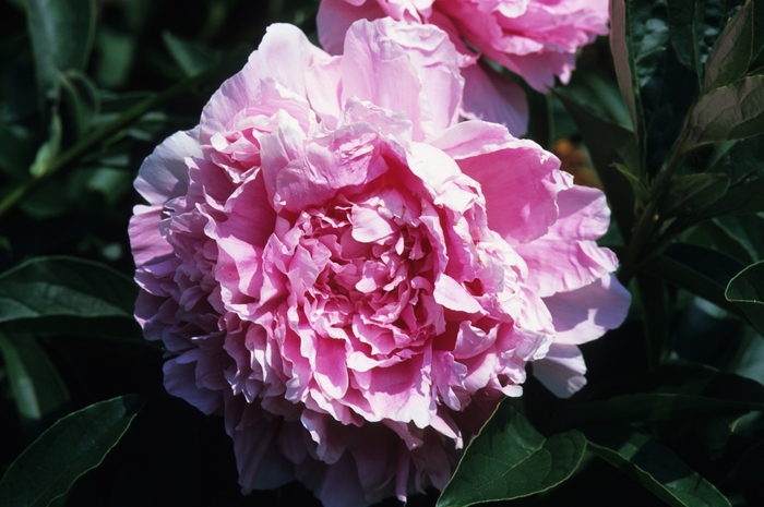 Peony - Paeonia 'Pink Parfait' from Sloat Gardens