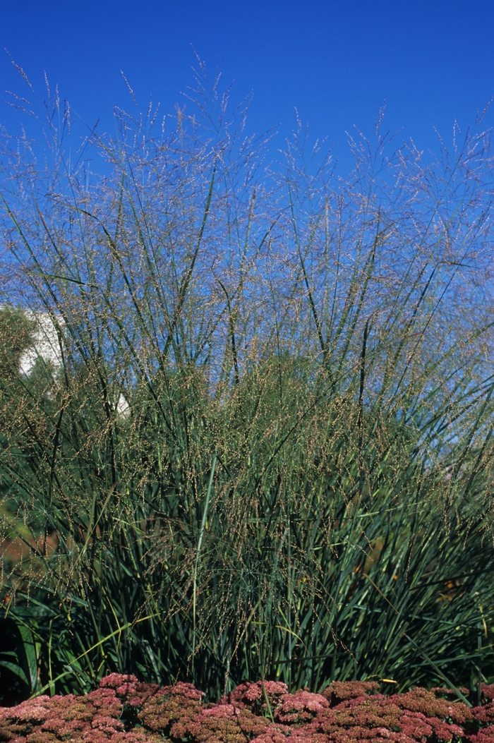 Switch grass - Panicum virgatum 'Cloud Nine' from Sloat Gardens