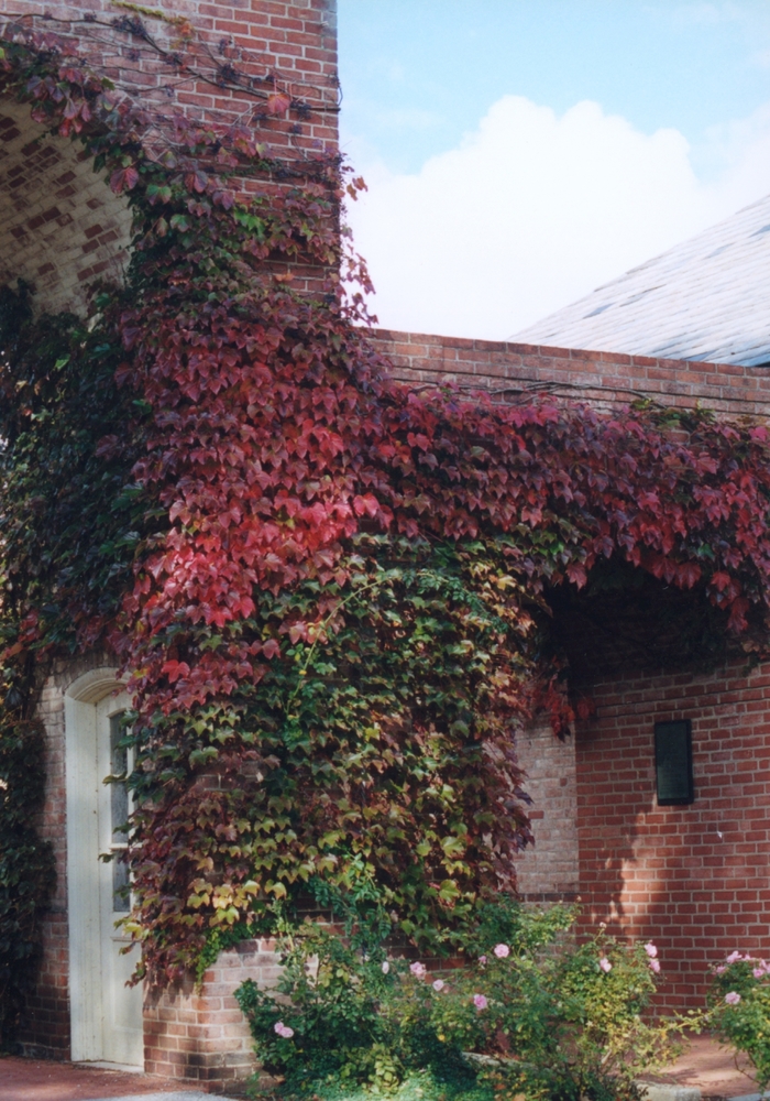 Boston Ivy - Parthenocissus tricuspidata from Sloat Gardens