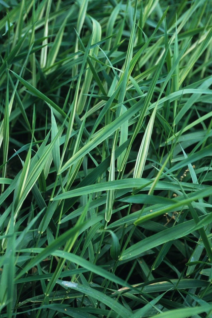 Water Ribbon Grass - Phalaris arundinacea 'Picta' from Sloat Gardens