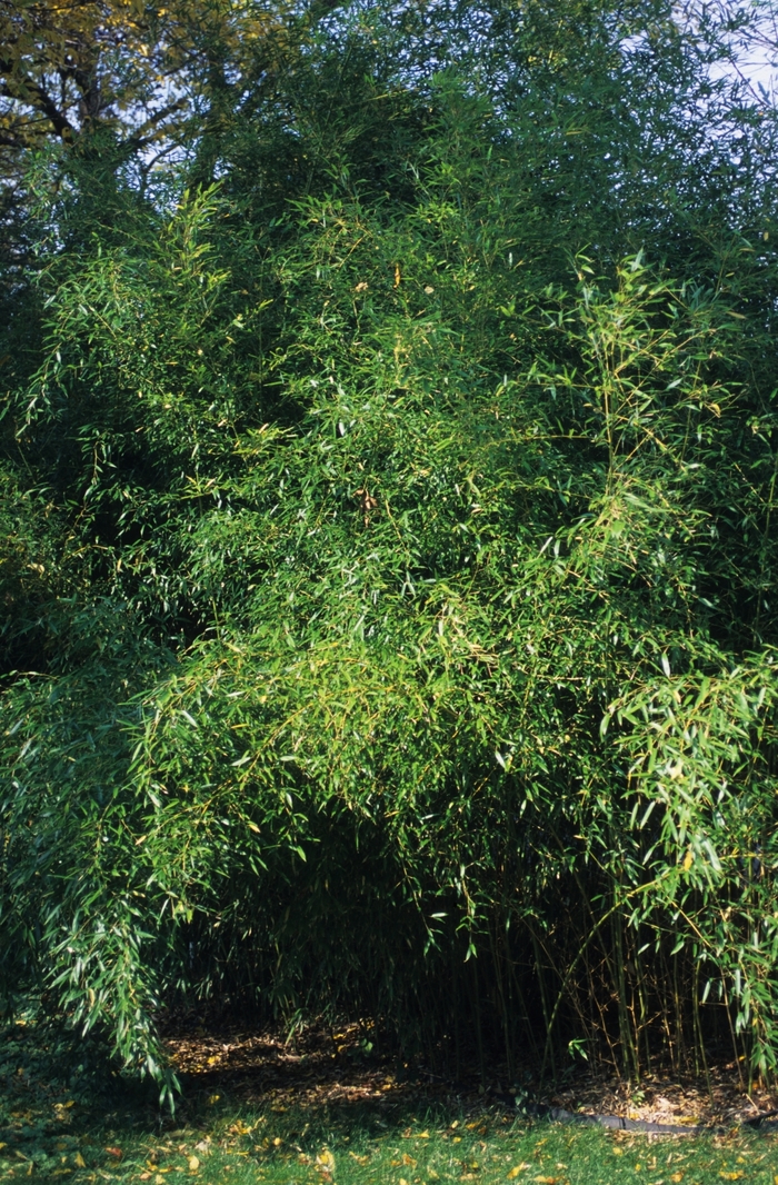 Yellow Groove Bamboo - Phyllostachys aureosulcata from Sloat Gardens
