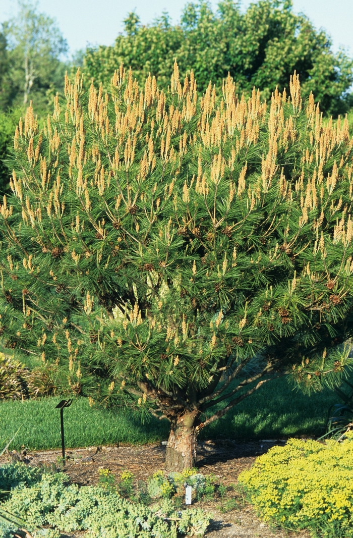 Tanyosho Pine - Pinus densiflora 'Umbraculifera' from Sloat Gardens