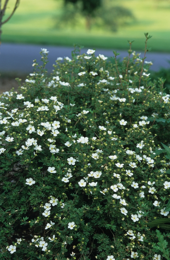 Potentilla - Potentilla fruticosa 'Abbotswood' from Sloat Gardens