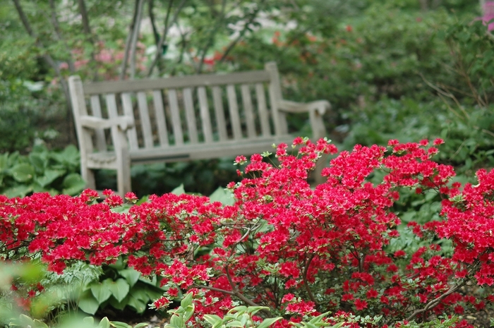 Hino Crimson Kurume Azalea - Azalea kurume hybrid 'Hino Crimson' from Sloat Gardens