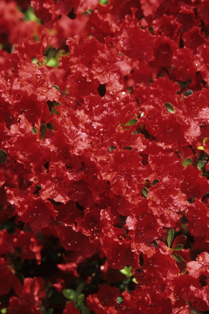 Girard's Hot Shot Azalea - Rhododendron 'Girard Hotshot' from Sloat Gardens