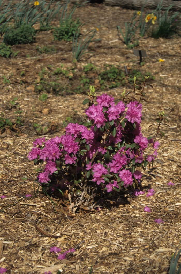 PJM Elite Rhododendron - Rhododendron hybrid 'P.J.M. Elite' from Sloat Gardens