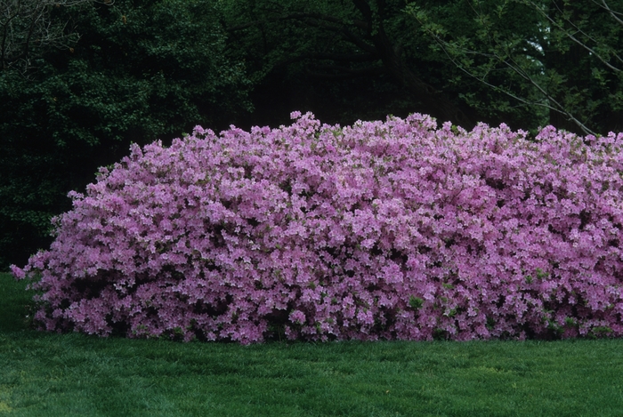 Sherwood Orchid Azalea - Rhododendron 'Sherwood Orchid' from Sloat Gardens