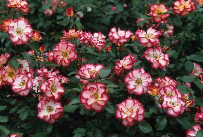 Rose - Rosa 'Betty Boop' from Sloat Gardens