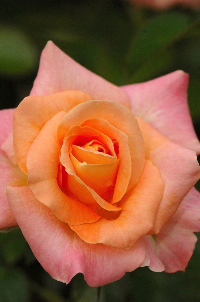 Day Breaker Rose - Rosa Floribunda 'Day Breaker' from Sloat Gardens