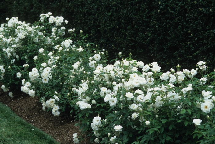 Iceberg Rose - Rosa 'Iceberg' from Sloat Gardens