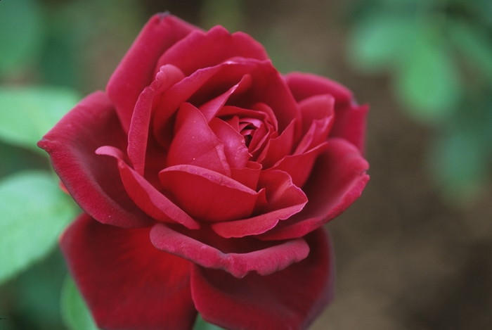 Oklahoma Rose - Rosa hybrid tea 'Oklahoma' from Sloat Gardens
