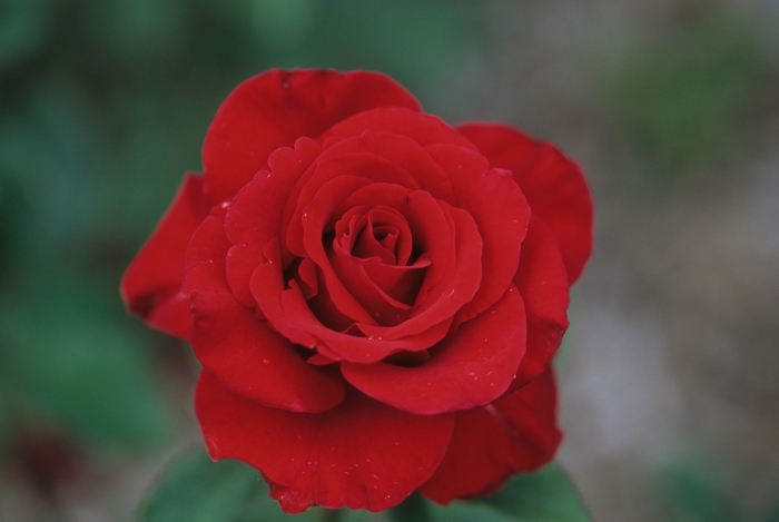 Opening Night Rose - Rosa Hybrid Tea 'Opening Night' from Sloat Gardens