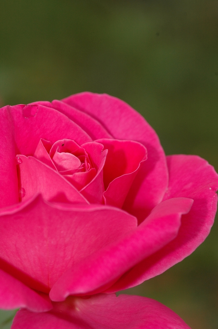 Pink Peace Rose - Rosa Hybrid Tea 'Pink Peace' from Sloat Gardens