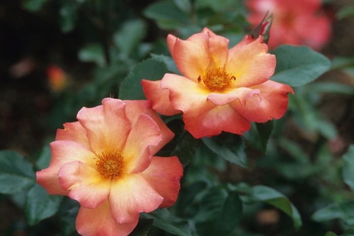 Playboy Rose - Rosa floribunda 'Playboy' from Sloat Gardens