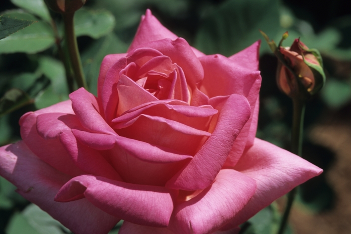 Queen Elizabeth Rose - Rosa grandiflora'Queen Elizabeth' from Sloat Gardens