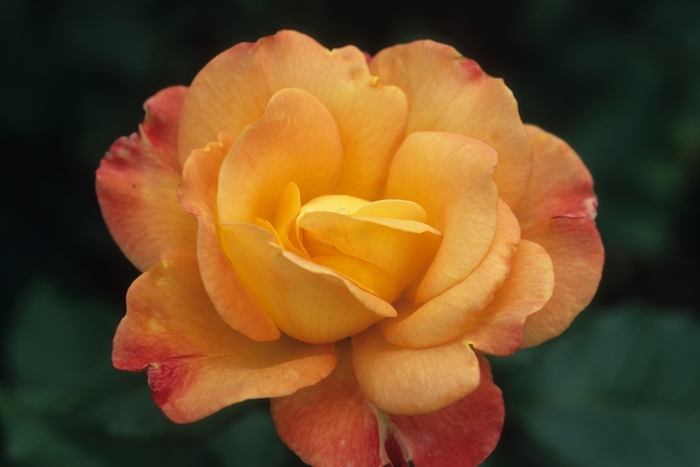 Rio Samba Rose - Rosa hybrid tea 'Rio Samba' from Sloat Gardens