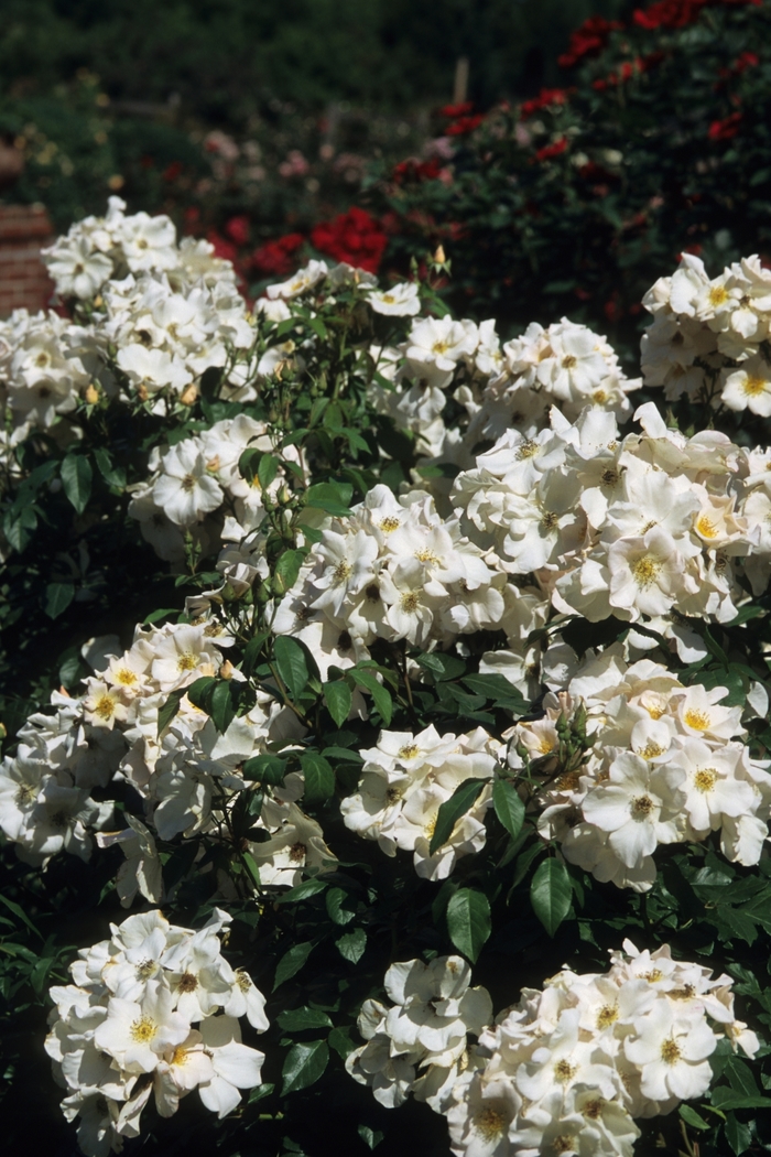 Sally Holmes Climbing Rose - Rosa Climber 'Sally Holmes' from Sloat Gardens
