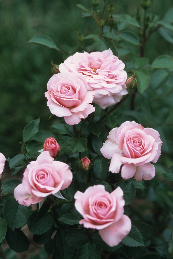 Sexy Rexy Rose - Rosa Floribunda 'Sexy Rexy' from Sloat Gardens