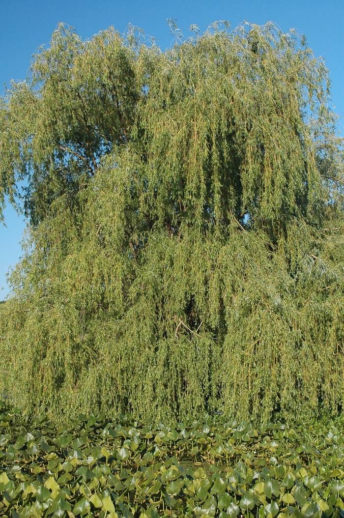 Weeping Willow - Salix babylonica from Sloat Gardens