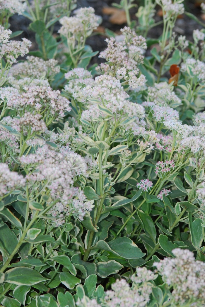 Frosty Morn Stonecrop - Sedum 'Frosty Morn' from Sloat Gardens