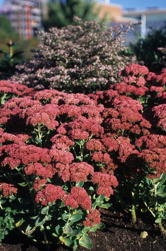 Stonecrop - Sedum telephium 'Autumn Joy' from Sloat Gardens Stonecrop - Sedum telephium 'Autumn Joy' from Sloat Gardens