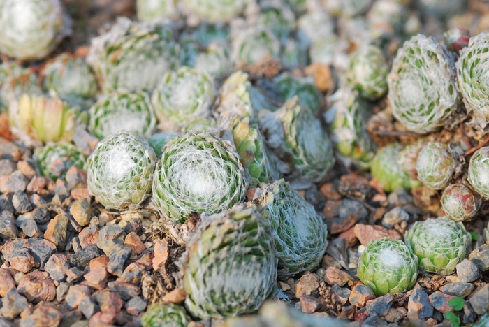 Hens & Chicks - Sempervivum 'Cobweb' from Sloat Gardens