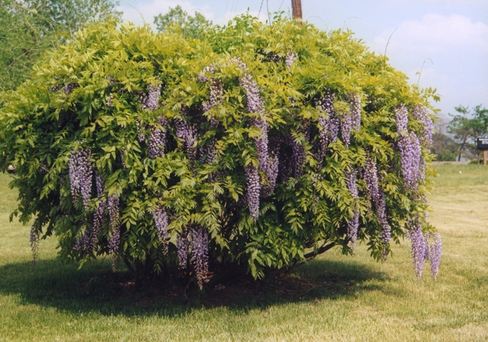Chinese Wisteria - Wisteria sinensis 'Caroline' from Sloat Gardens