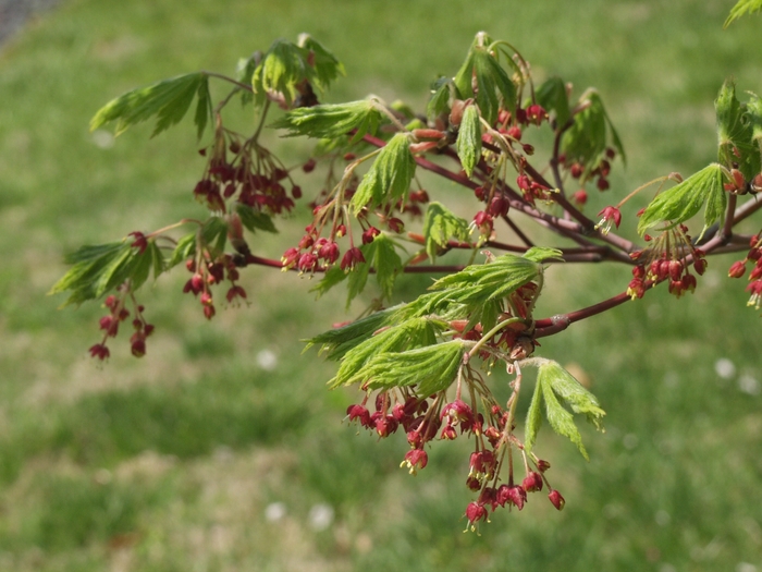 Full Moon Japanese Maple - Acer japonicum 'Aconitifolium' from Sloat Gardens