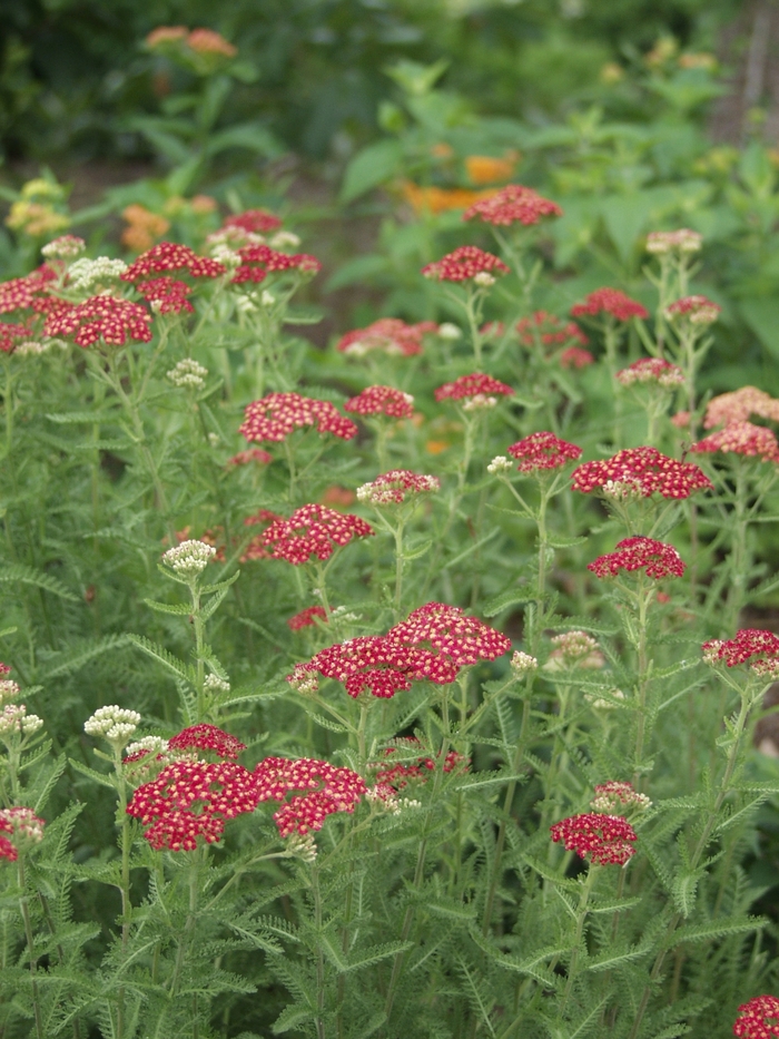 Yarrow - Achillea millefolium 'Paprika' from Sloat Gardens