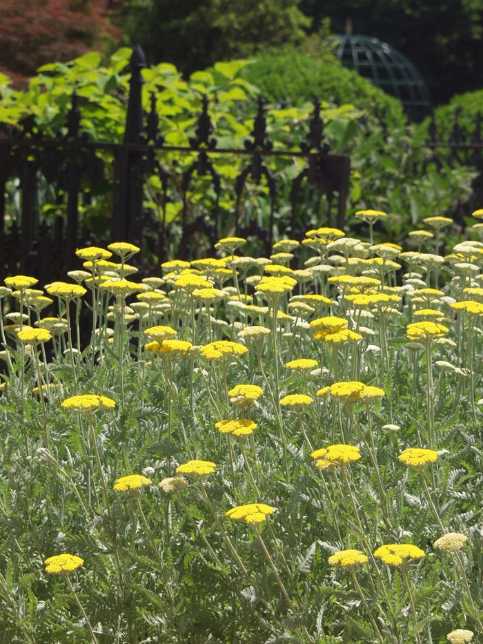 Fernleaf Yarrow - Achillea filipendulina'Coronation Gold' from Sloat Gardens