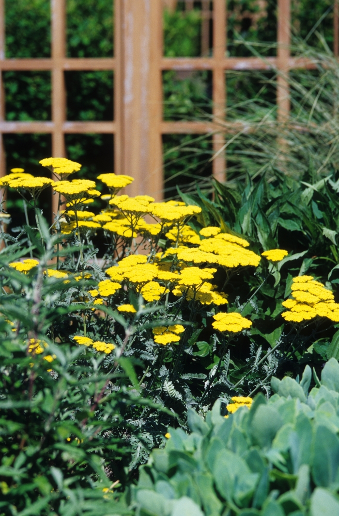Yarrow Moonshine - Achillea 'Moonshine' from Sloat Gardens